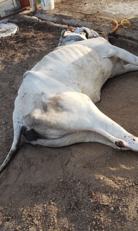 Diseased-Handicapped-COws